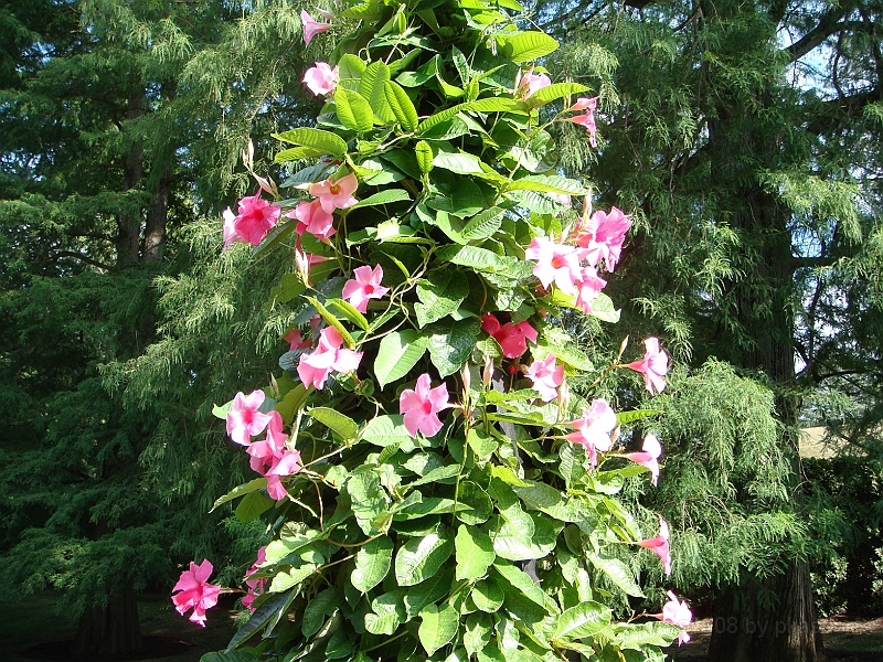 146 Longwood Gardens [2008 August 23].JPG - Longwood Gardens in Pennsylvania